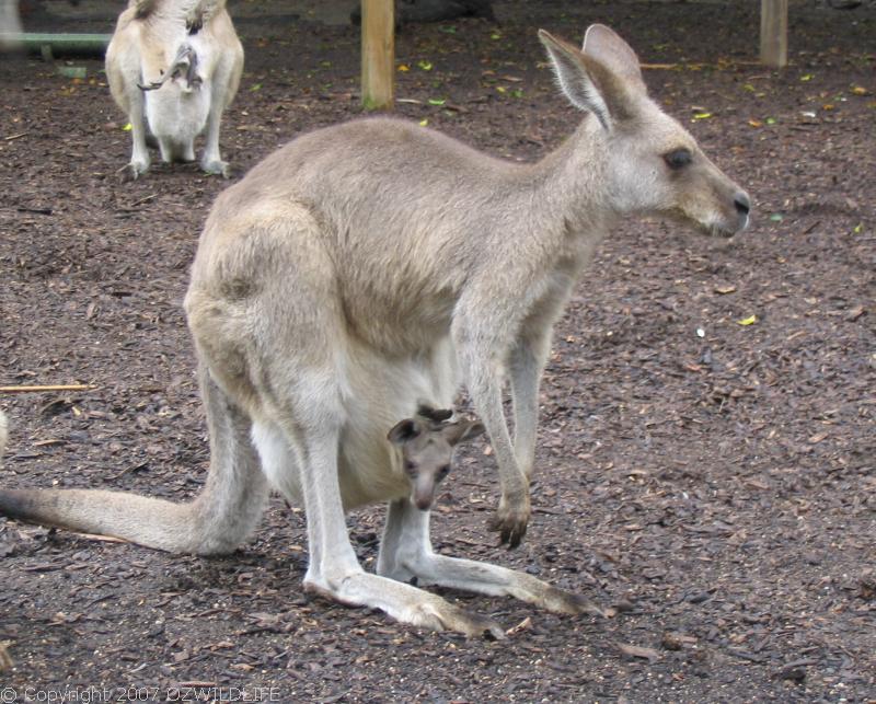 Eastern Grey Kangaroo | Macropus giganteus photo