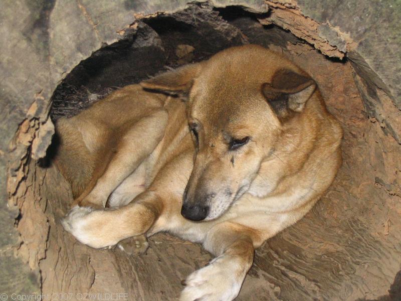 Dingo | Canis lupus photo