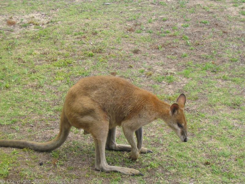 Agile Wallaby | Macropus agilis photo