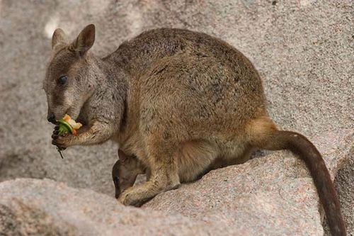 Allied Rock Wallaby | Petrogale assimilis photo