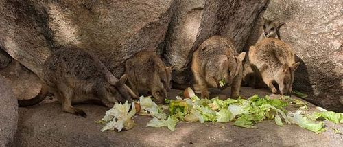 Allied Rock Wallaby | Petrogale assimilis photo