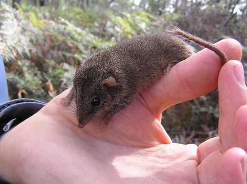 Agile Antechinus | Antechinus agilis photo