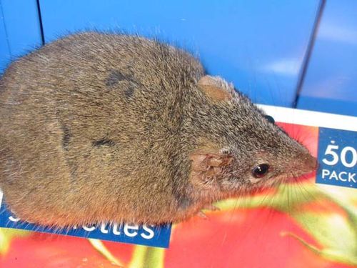 Yellow-footed Antechinus | Antechinus flavipes photo