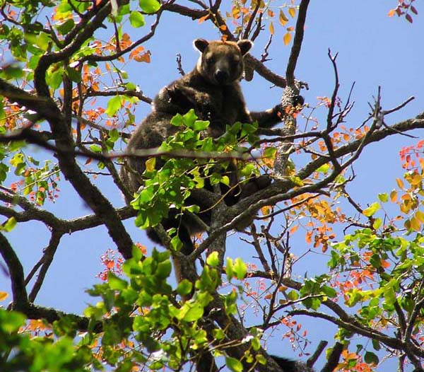 Bennett's Tree-kangaroo | Dendrolagus bennettianus photo