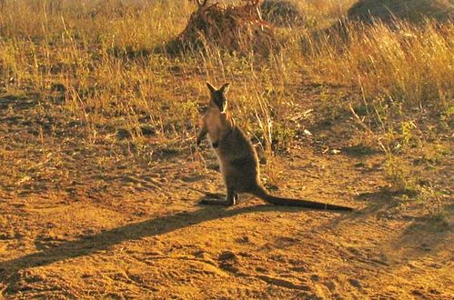 Bridled Nailtail Wallaby | Onychogalea fraenata photo