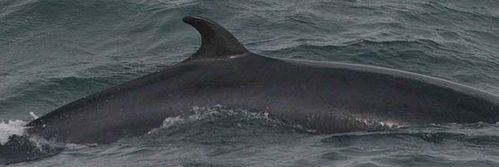 Dwarf Minke Whale | Balaenoptera acutorostrata photo