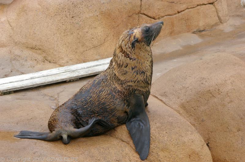 New Zealand Fur Seal | Arctocephalus fosteri photo
