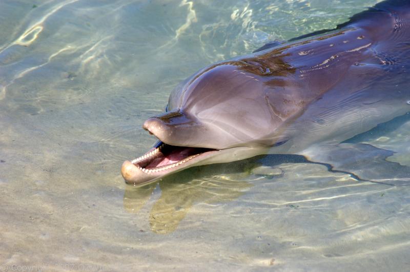 Bottlenose Dolphin | Tursiops truncatus photo