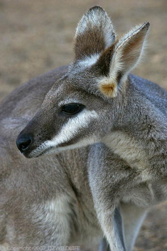 Whiptail Wallaby | Macropus parryi photo