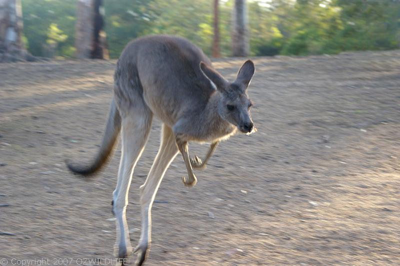 Eastern Grey Kangaroo | Macropus giganteus photo
