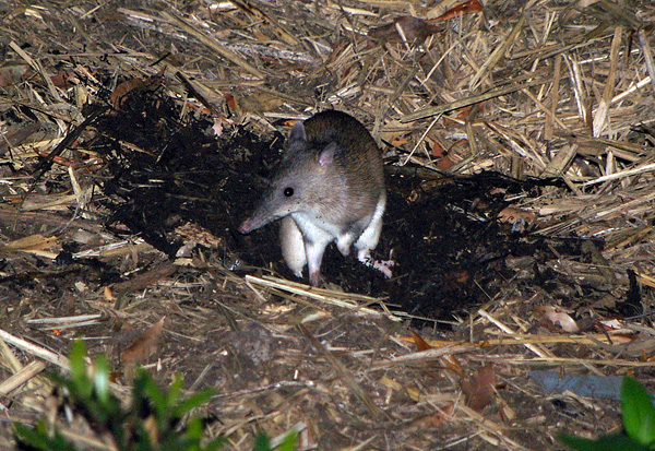 Long-nosed Bandicoot | Perameles nasuta photo