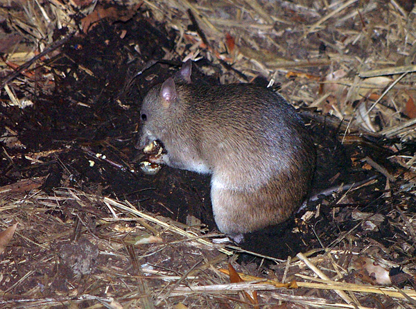 Long-nosed Bandicoot | Perameles nasuta photo