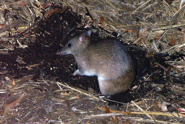 Long-nosed Bandicoot | Perameles nasuta photo