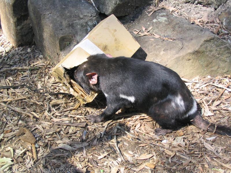 Tasmanian Devil | Sarcophilus harrisii photo