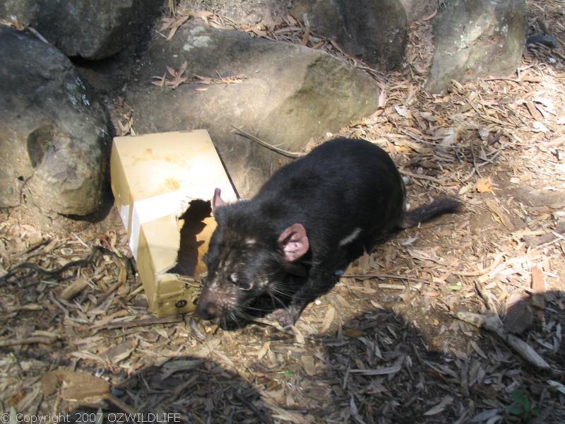 Tasmanian Devil | Sarcophilus harrisii photo