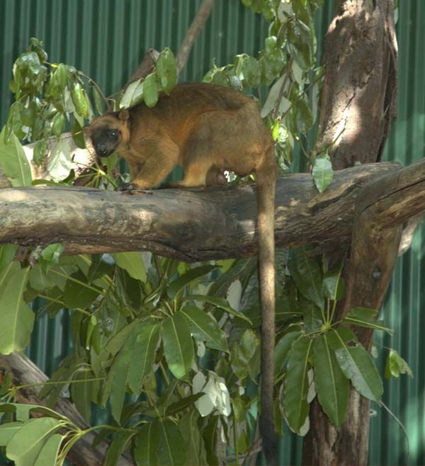 Lumholtz's Tree-kangaroo | Dendrolagus lumholtzi photo