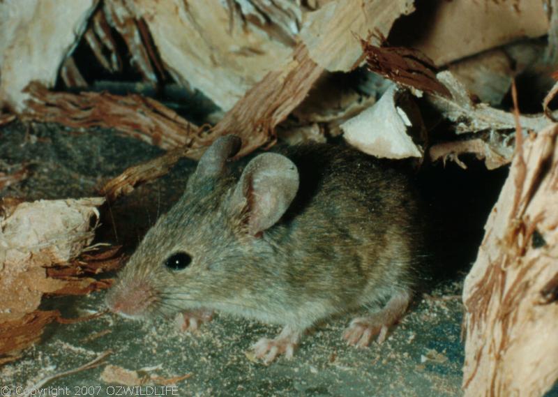 House Mouse | Mus musculus photo