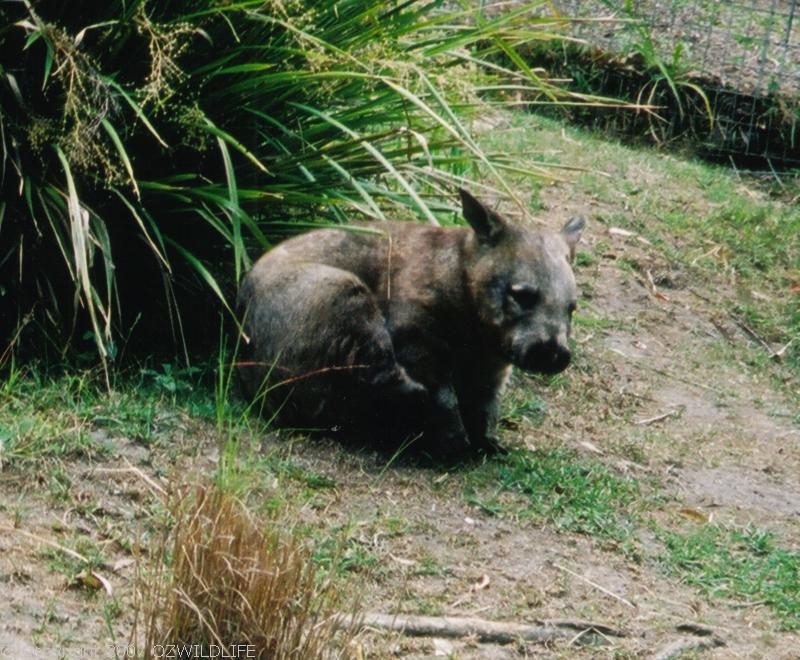 Southern Hairy-nosed Wombat | Lasiorhinus latifrons photo