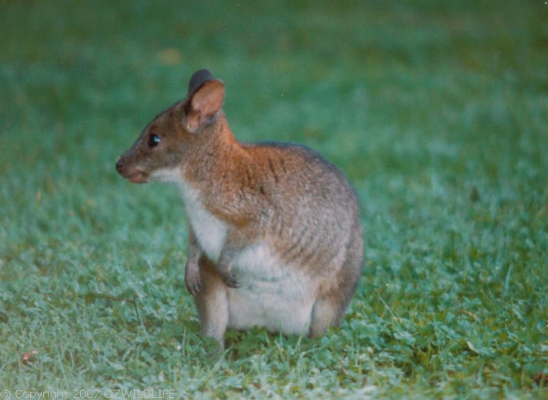 Red-necked Pademelon | Thylogale thetis photo