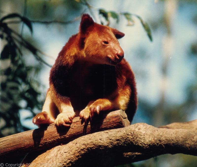 Goodfellow's Tree-kangaroo | Dendrolagus goodfellowi photo