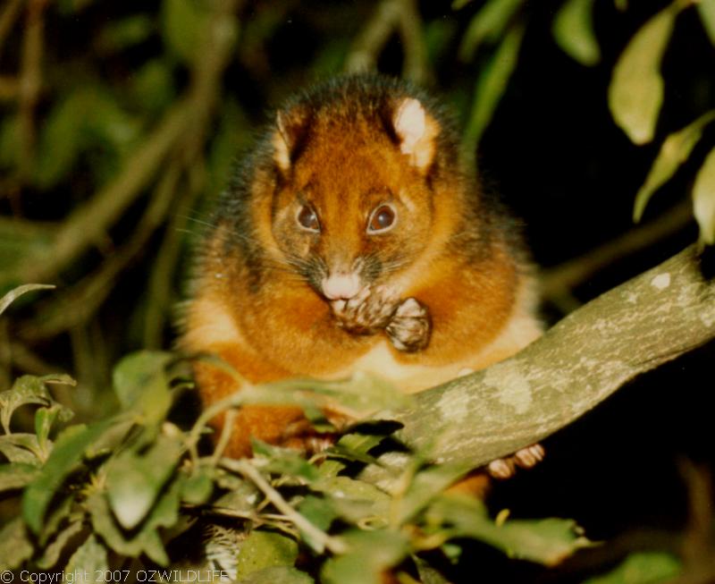 Common Ringtail Possum | Pseudocheirus peregrinus photo