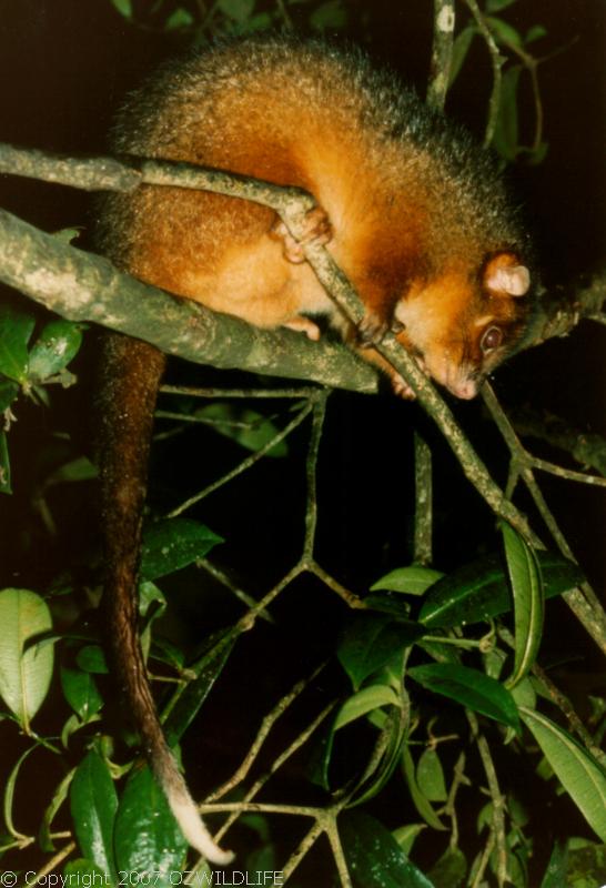 Common Ringtail Possum | Pseudocheirus peregrinus photo