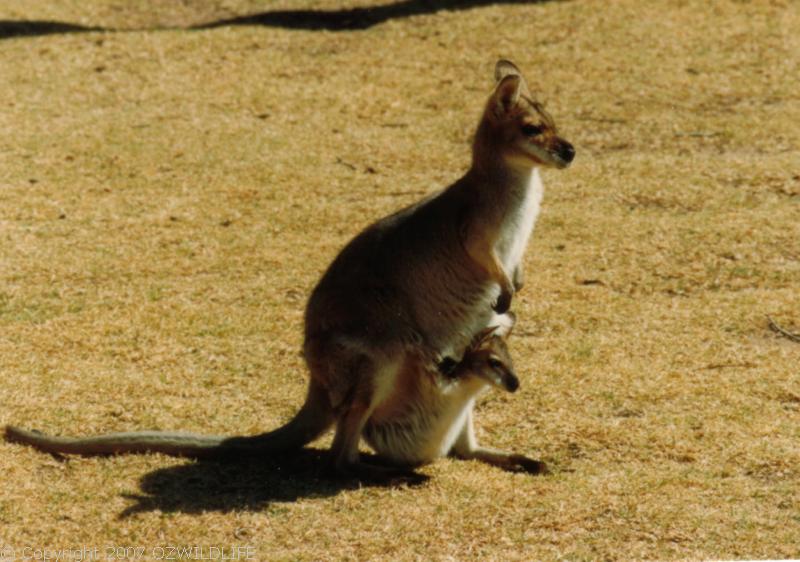 Red-necked Wallaby | Macropus rufogriseus photo