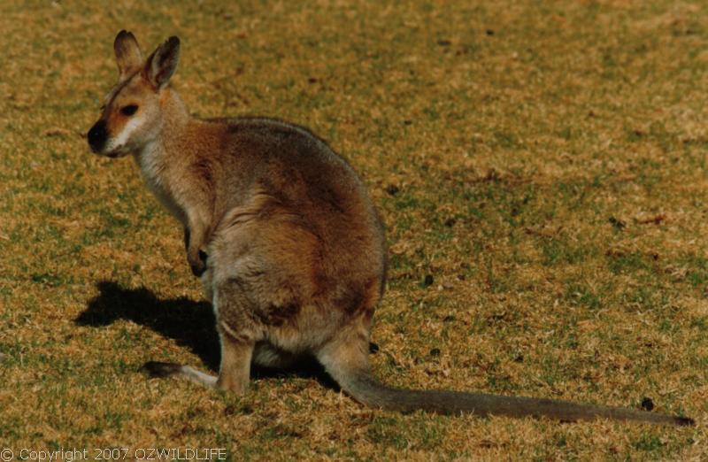 Red-necked Wallaby | Macropus rufogriseus photo