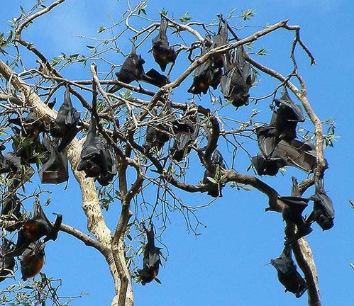 Black Flying-fox | Pteropus alecto photo