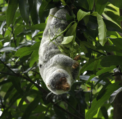 Spotted Cuscus | Spilocuscus maculatus photo