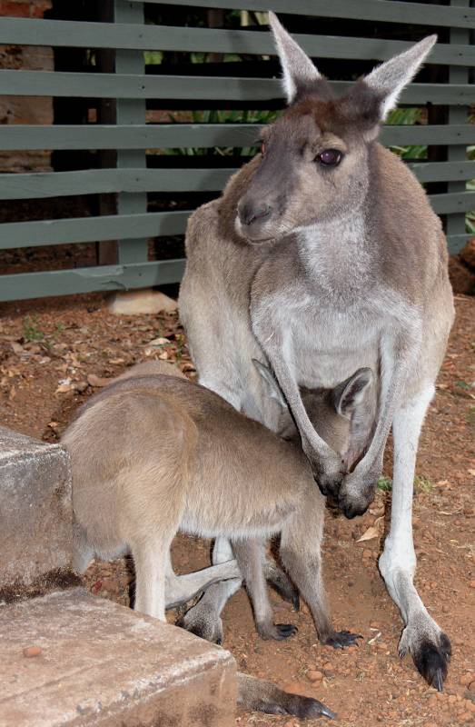 Western Grey Kangaroo | Macropus fuliginosus photo