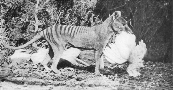 Tasmanian Tiger (Thylacine) | Thylacinus cynocephalus photo