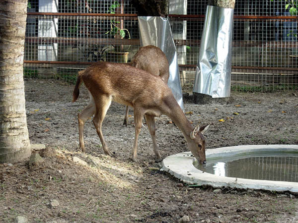 Rusa | Cervus timorensis photo