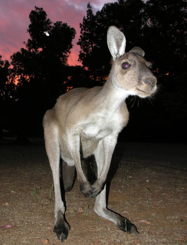 Western Grey Kangaroo | Macropus fuliginosus photo