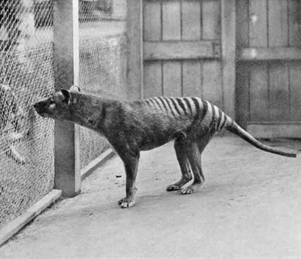 Tasmanian Tiger (Thylacine) | Thylacinus cynocephalus photo