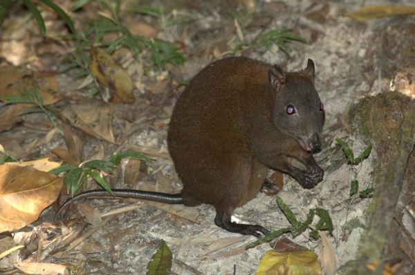 Musky Rat Kangaroo | Hypsiprymnodon moschatus photo