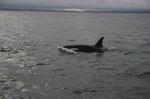 Killer Whale | Orcinus orca photo
