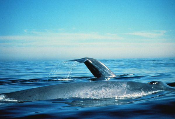 Blue Whale | Balaenoptera musculus photo