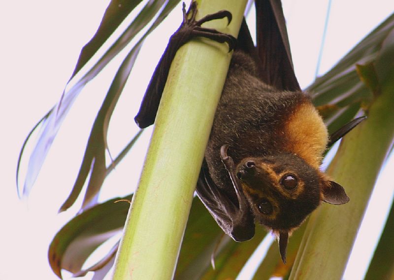 Spectacled Flying-fox | Pteropus conspillatus photo