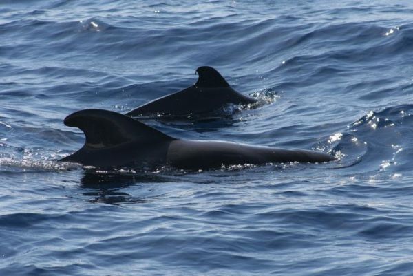 Short-finned Pilot Whale | Globicephala macrorhynchus photo