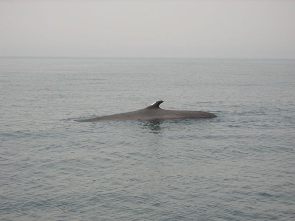 Fin Whale | Balaenoptera physalus photo