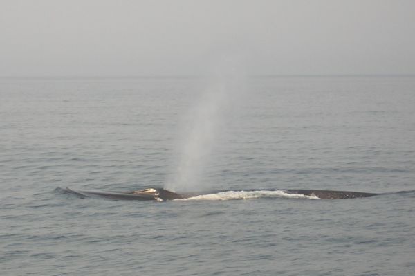 Fin Whale | Balaenoptera physalus photo