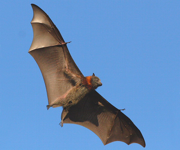 Grey-headed Flying-fox | Pteropus poliocephalus photo