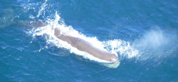 Sperm Whale | Physeter catodon photo