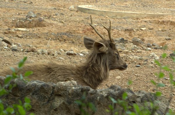 Sambar | Cervus unicolor photo