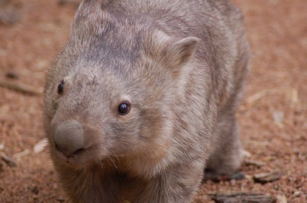 Common Wombat | Vombatus ursinus photo