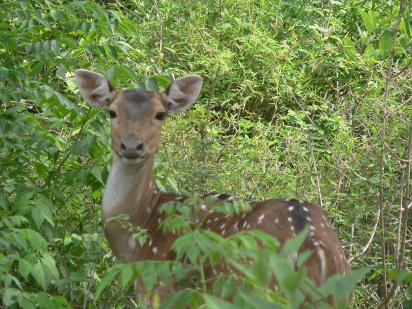 Chital | Axis axis photo