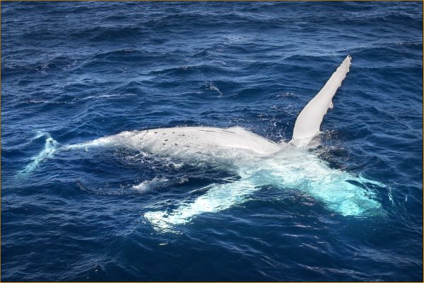 Humpback Whale | Megaptera novaeangliae photo