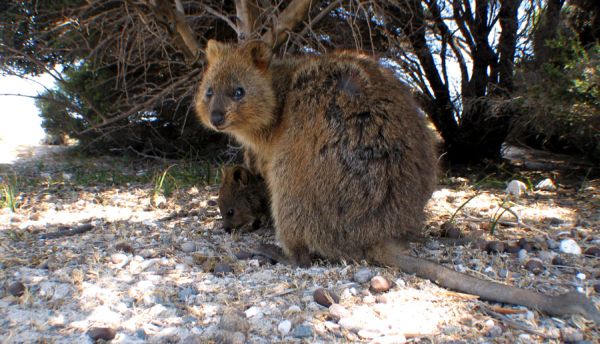 Quokka | Setonix brachyurus photo