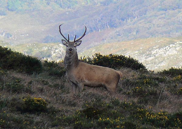 Red Deer | Cervus elaphus photo